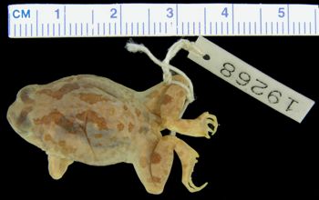 Media type: image; Herpetology A-19268